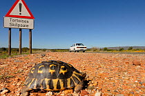 Angulate tortoise (Chersina angulata) adult male crossing road with tortoise traffic warning sign and car passing on Route 62 near Oudtshoorn, Little Karoo, Western Cape, South Africa
