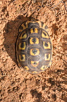 Angulate tortoise (Chersina angulata) adult male, dorsal view of carapace. Oudtshoorn, Little Karoo, Western Cape, South Africa.