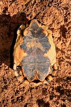 Angulate tortoise (Chersina angulata) adult male ventral view of plastron. Oudtshoorn, Little Karoo, Western Cape, South Africa.