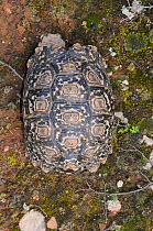 Leopard tortoise (Stigmochelys pardalis) female, dorsal view of carapace. Oudtshoorn, Little Karoo, Western Cape, South Africa.