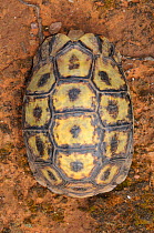 Angulate tortoise (Chersina angulata) female, dorsal view of carapace. Oudtshoorn, Little Karoo, Western Cape, South Africa.