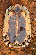 Angulate tortoise (Chersina angulata) female, ventral view of plastron. Oudtshoorn, Little Karoo, Western Cape, South Africa.