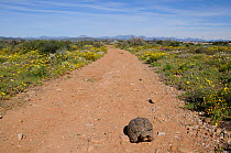 Leopard tortoise (Stigmochelys pardalis) female on track in succulent karoo habitat. Oudtshoorn, Little Karoo, Western Cape, South Africa.