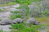 Leopard tortoise (Stigmochelys pardalis) two males following female, deHoop Nature reserve, Western Cape, South Africa