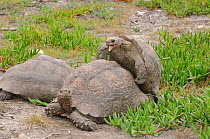Leopard tortoise (Stigmochelys pardalis) pair mating, with another male next to them, deHoop Nature Reserve, Western Cape, South Africa