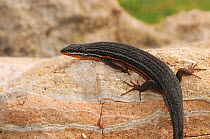 Red sided skink (Trachylepis homacephala) Male, DeHoop Nature Reserve, Western Cape, South Africa