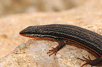 Red sided skink (Trachylepis homacephala) Male, DeHoop Nature Reserve, Western Cape, South Africa.