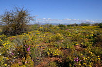 Spring flowers in succulent karoo, Oudtshoorn, Little Karoo, Western Cape, South Africa, August 2011