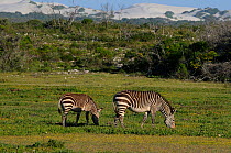 Cape Mountain zebra (Equus zebra zebra) mare and foal against dunes, DeHoop Nature Reserve, Western Cape, South Africa