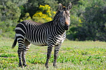 Cape Mountain zebra (Equus zebra zebra) mare profile portrait, DeHoop Nature reserve, Western Cape, South Africa.