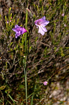 Blou Afrikaner (Gladiolus carinatus) deHoop Nature reserve, Western Cape, South Africa