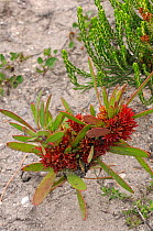 Witches broom, root parasite, DeHoop Nature Reserve, Western Cape, South Africa