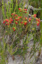 Poprosie (Hermannia flammula) in flower, DeHoop nature reserve, Western Cape, South Africa