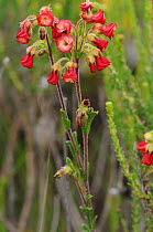 Poprosie (Hermannia flammula) in flower, deHoop nature reserve, Western Cape, South Africa
