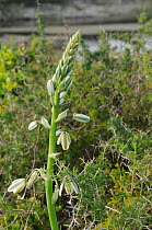 Slime lily (Ornithogalum flacidum) DeHoop Nature reserve, Western Cape, South Africa