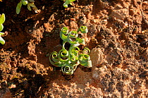 Aloe family (Albuca concordiana) Oudtshoorn, Little Karoo, Western Cape, South Africa