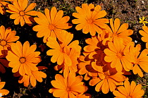 (Gazania species) flowering, DeHoop Nature reserve, Western Cape, South Africa