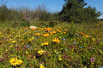 Spring flowers, DeHoop Nature Reserve, Western Cape, South Africa, September 2011