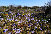 Spring flowers (Felicia sp) DeHoop Nature reserve, Western Cape, South Africa, September 2011