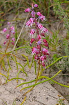 (Lachenalia youngii) in flower, DeHoop Nature Reserve, Western Cape, South Africa