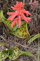 Rooinaeltjie (Lachenalia bulbifera) flowering, DeHoop Nature reserve, Western Cape, South Africa