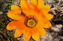 Gousblom (Gazania pectinata) with insect on flower, DeHoop Nature reserve, Western Cape, South Africa