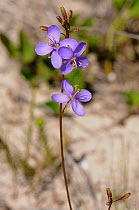Mustard family, Sunflax (Heliophilla coronopifolia) DeHoop Nature reserve, Western Cape, South Africa