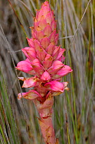 Satyr orchid, Rooikappie (Satyrium carneum) deHoop Nature reserve, Western Cape, South Africa, September