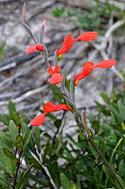 Spoon flower or Lippypie (Gladiolus cunonius) DeHoop Nature Reserve, Western Cape, South Africa