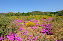 Spring flowers (Ruschia sp) Oudtshoorn, Little Karoo, Western Cape, South Africa, September 2011