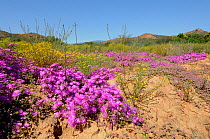 Spring flowers (Ruschia sp) Oudtshoorn, Little Karoo, Western Cape, South Africa, September 2011