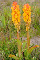 Satyr Orchid, Rooitrewwa (Satyrium corlifolium) DeHoop Nature reserve, Western Cape, South Africa, September