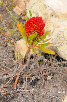 Witches broom, a root parasite DeHoop Nature Reserve, Western Cape, South Africa