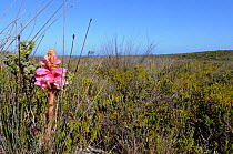 Satyr orchid, Rooikappie (Satyrium carnium) deHoop Nature reserve, Western Cape, South Africa, September