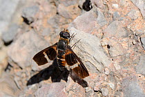 Large Bee fly (Exoprosopa pectoralis) resting on rocks near the coast, Samos, Greece, August.