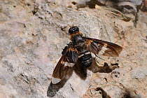Large Bee fly (Exoprosopa pectoralis) resting on rocks near the coast, Samos, Greece, August.