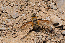 Bee fly (Villa sp) female, collecting sandy soil to coat her eggs with, Samos, Greece, August.