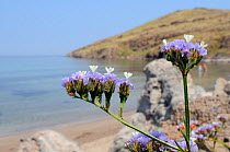 Winged / Wavyleaved sea lavender (Limonium sinuatum) flowering on rocky slope above a beach, with the Aegean Sea in the background, Kalo Limani, Lesbos / Lesvos, Greece, June.