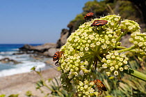 Italian striped stink / Harlequin bugs (Graphosoma italicum) feeding on Rock samphire / Sea fennel flowers (Crithmum maritimum) by the coast, Samos, Greece, August.