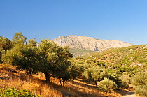 View towards Mount Kerki with olive groves in the foreground, Samos, Greece, August 2011.