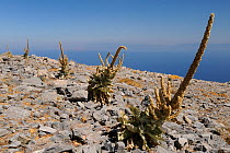 Mullein (Verbascum sp) plants with old flower spikes on bare, rocky summit of Mount Ambelos with the Aegean Sea in the background, Samos, Greece, August 2011.