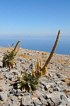 Mullein (Verbascum sp) plants with old flower spikes on bare, rocky summit of Mount Ambelos with the Aegean Sea in the background, Samos, Greece, August 2011.