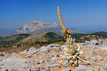 Mullein (Verbascum sp) plants with old flower spikes on bare, rocky summit of Mount Ambelos with Mount Kerki in the background, Samos, Greece, August 2011.
