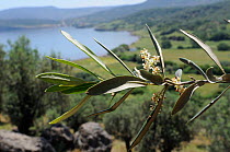 Olive tree (Olea europaea) flowers with Olive grove and the Aegean Sea in the background, Lesbos / Lesvos, Greece, May 2011.