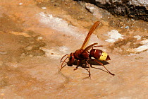 Oriental hornet (Vespa orientalis) on rock drinking water near beach shower, Samos, Greece, August.