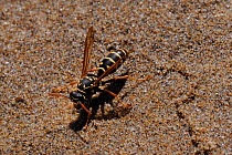 Paper wasp (Polistes associus) taking moisture from beach sand, Samos, Greece, August.