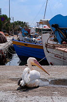 Great / Eastern white pelican (Pelecanus onocrotalus) resting on quay side near fishing boats, Skala Kalloni harbour, Lesbos / Lesvos, Greece, June.