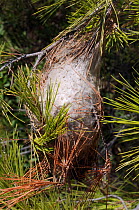 Pine processionary moth (Thaumetopoea pityocampa) communal silken nest on branch tip of Turkish pine tree (Pinus brutia), Samos, Greece, August.