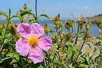 Pink / Hairy rock rose (Cistus incanus) flowering on the coast, with the sea in the background, Lesbos / Lesvos, Greece, May.
