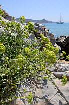 Rock samphire / Sea fennel (Crithmum maritimum) flowering on coastal limestone rocks, with moored sailing yacht and the mountains of western Turkey in the background, Psili Ammos, Samos, Greece, Augus...